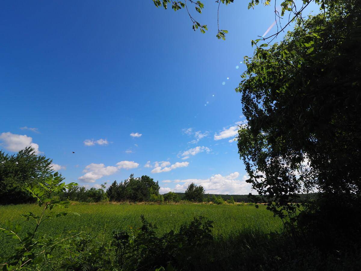 Weitläufige grüne Landschaft unter blauem Himmel mit vereinzelten Bäumen.