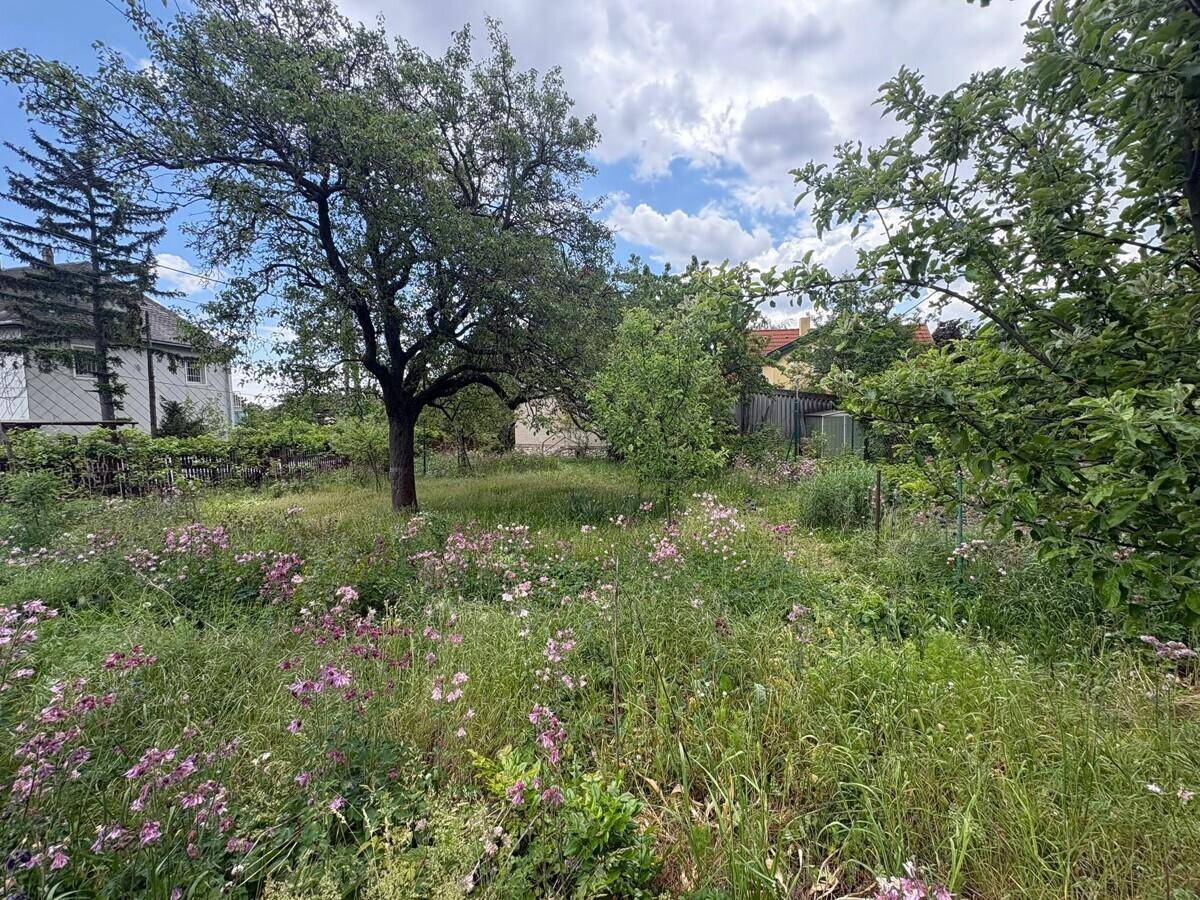Verwilderter Gartenbereich mit blühenden Wildblumen und einem großen alten Baum.