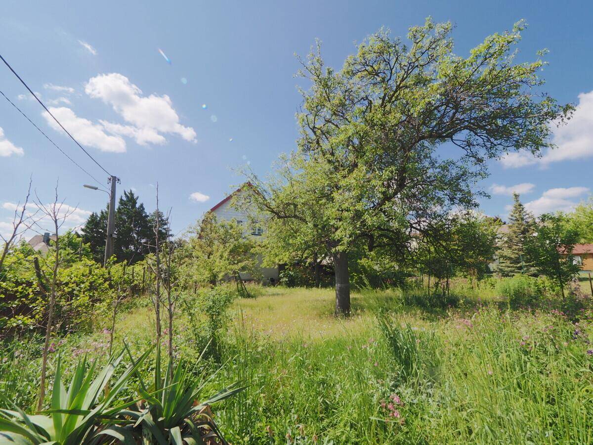 Sonniger Garten mit hohem Gras, alten Bäumen und blauem Himmel, der viel natürliches Licht bietet.