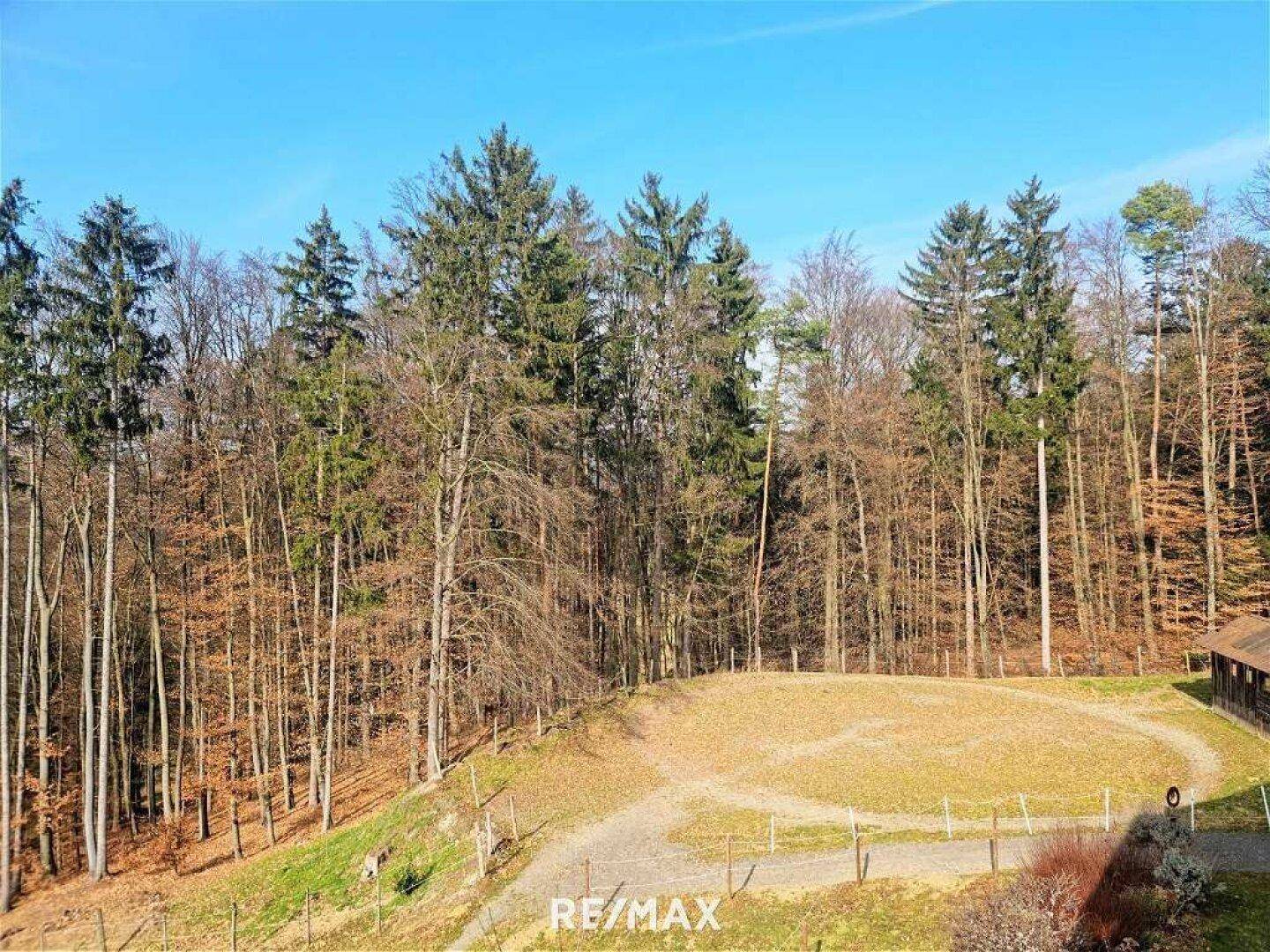 Weitläufige Landschaft mit hohen Bäumen und offenen Feldern unter blauem Himmel.