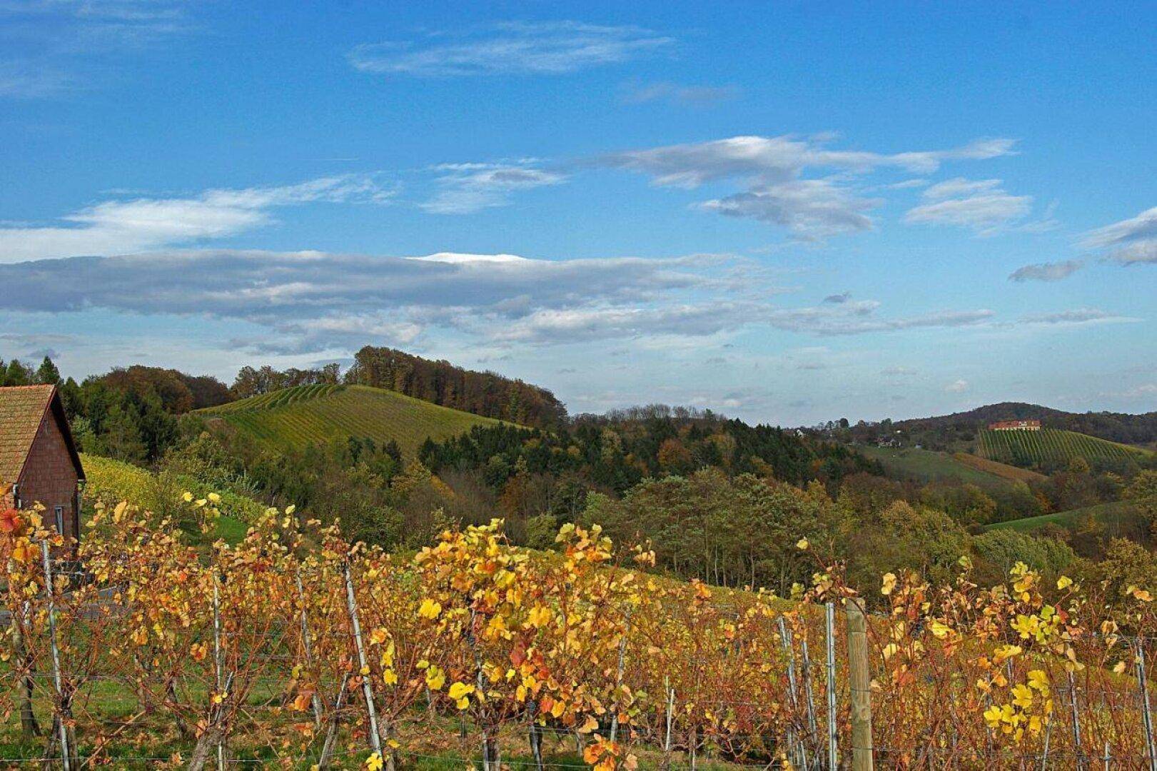 Malerische Weinberge mit herbstlicher Laubfärbung und sanften Hügeln im Hintergrund.