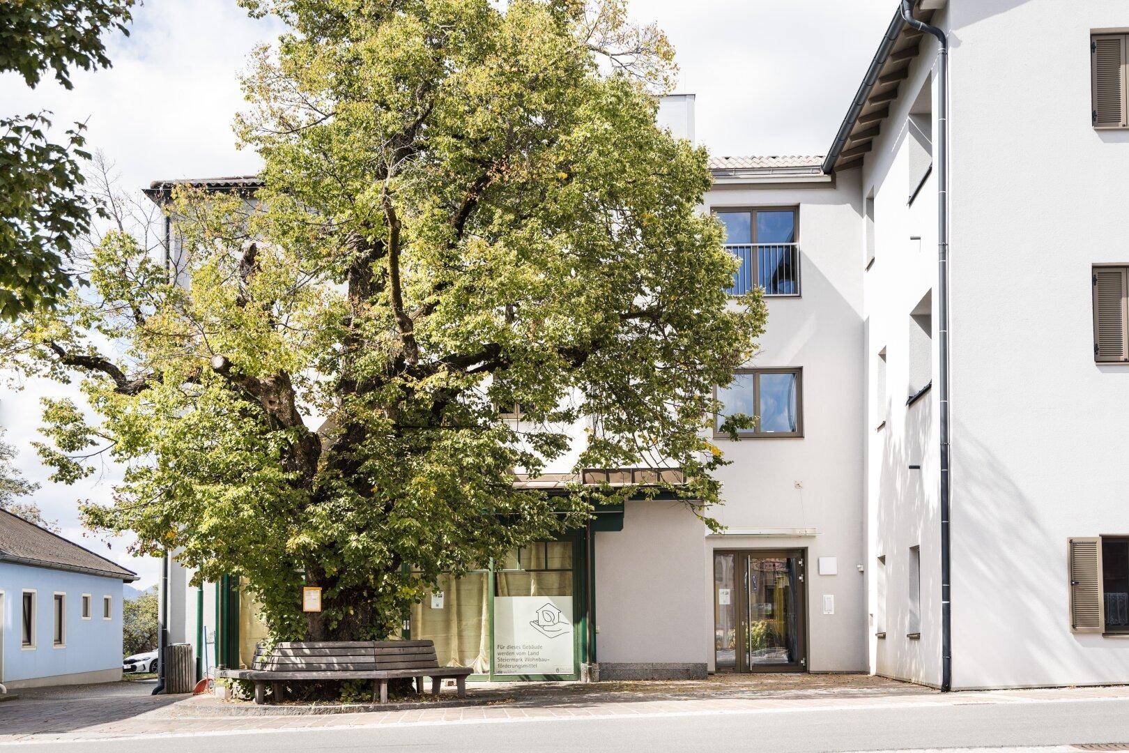 Eingangsbereich eines Gebäudes mit großem Baum und Sitzbank im Vordergrund.