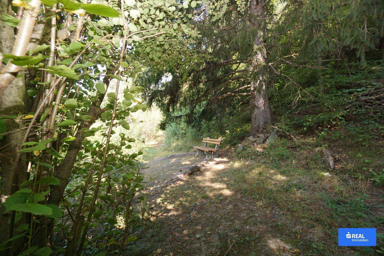 Ein ruhiger Waldweg mit einer Holzbank lädt zum Verweilen ein, umgeben von hohen Bäumen und Schatten.