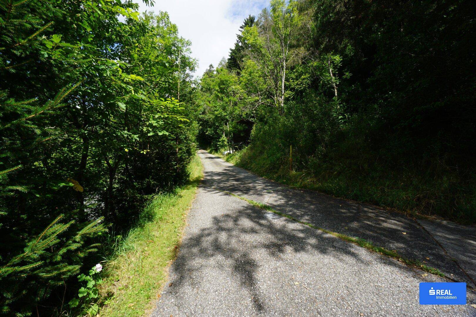 Ein asphaltierter Weg schlängelt sich durch einen dichten Wald, gesäumt von grünen Bäumen und Sträuchern.
