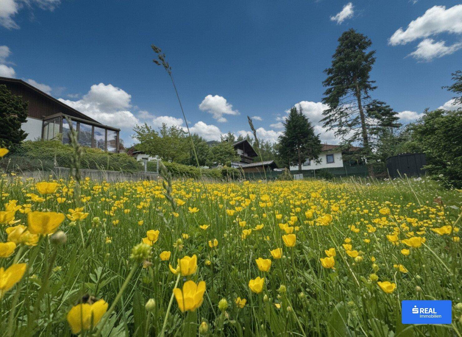 Sonnige Wiese voller gelber Blüten mit Blick auf die umliegende Natur und Häuser.