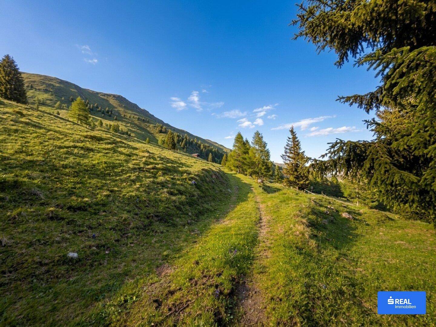 Weitläufige grüne Berglandschaft mit einem Feldweg, umgeben von Nadelbäumen unter strahlend blauem Himmel.