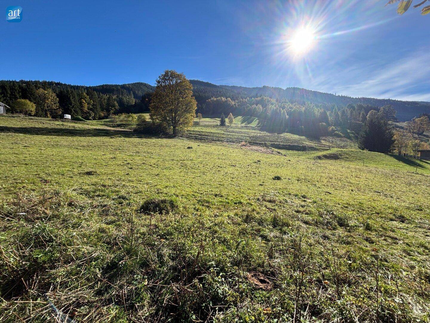 Sonnige Wiesenlandschaft mit vereinzelten Bäumen und bewaldeten Hügeln im Hintergrund, strahlender Sonnenschein.