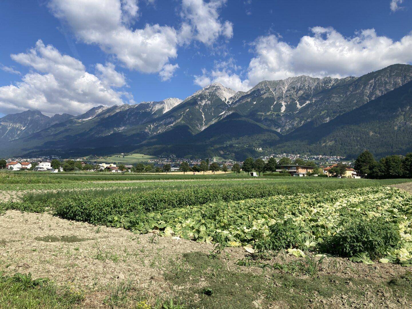 Ackerland mit frischen Pflanzen und einer beeindruckenden Bergkulisse unter blauem Himmel und Wolken.