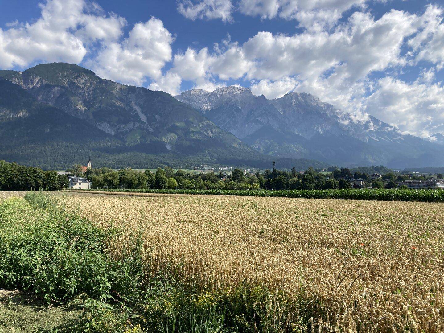 Goldene Getreidefelder erstrecken sich vor einer malerischen Berglandschaft unter strahlendem Himmel.