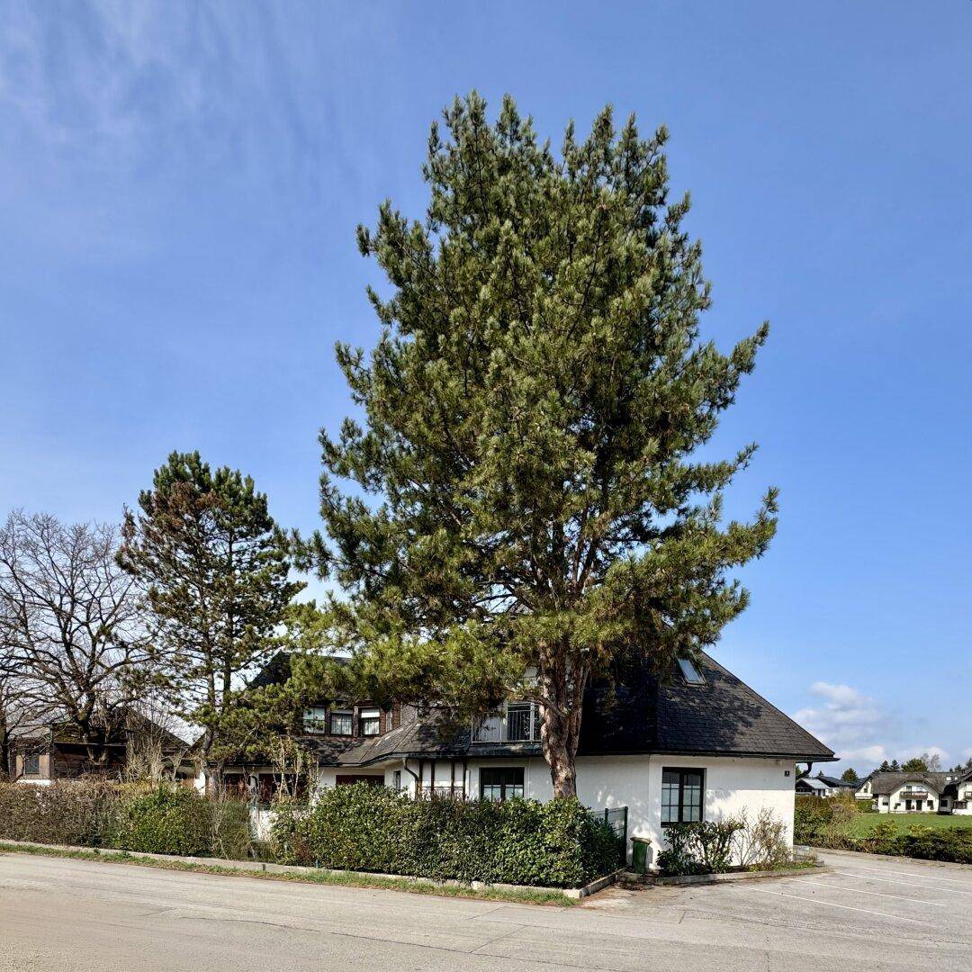Attraktives Gebäude mit weißer Fassade und dunklem Dach, teilweise von einem großen Baum verdeckt, unter blauem Himmel.