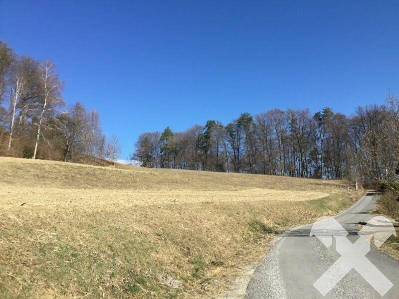 Ländliche Szenerie mit einem Feld, Bäumen und einer asphaltierten Straße, die in die Ferne führt.