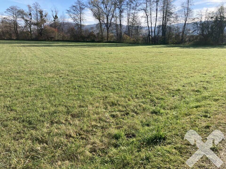 Grüne Wiesenfläche mit dichter Baumreihe im Hintergrund und sanften Hügeln unter blauem Himmel.