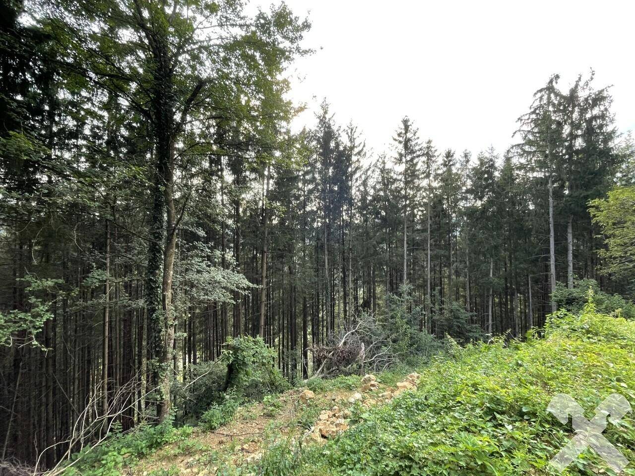 Waldflächen