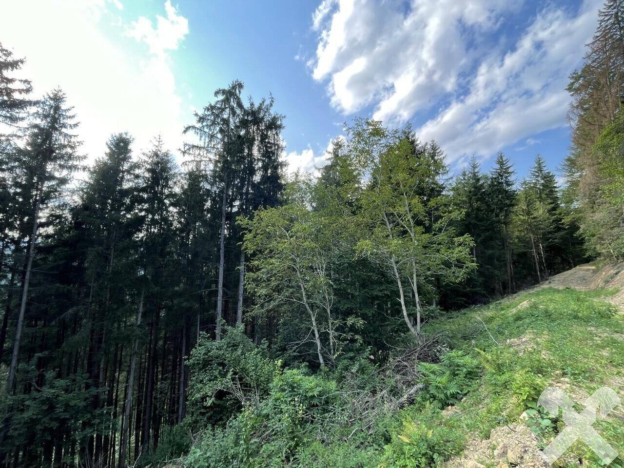 Waldflächen