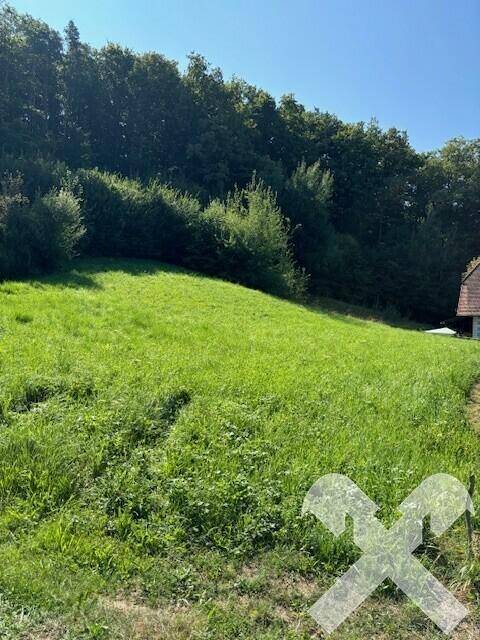 Wald Richtung Osten