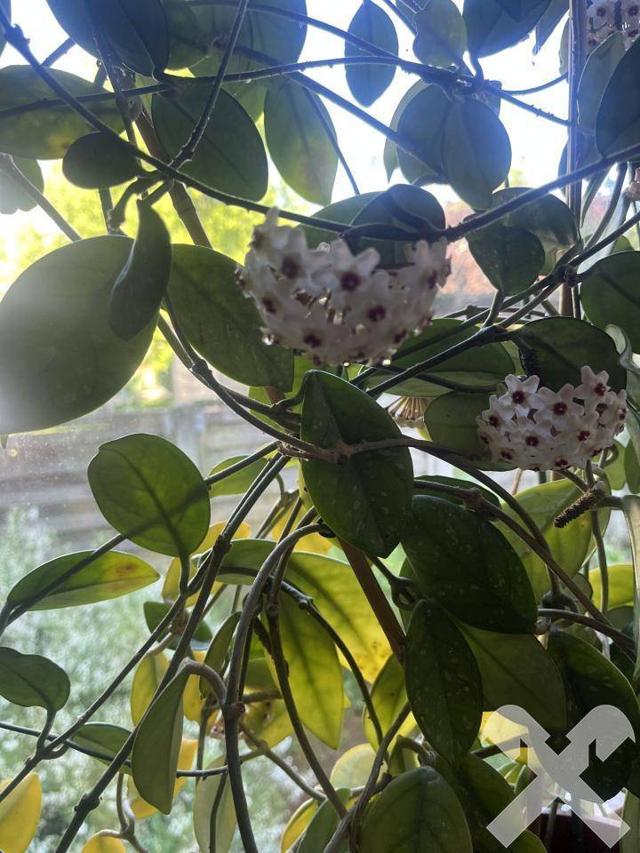 Porzellanblumenstrauch