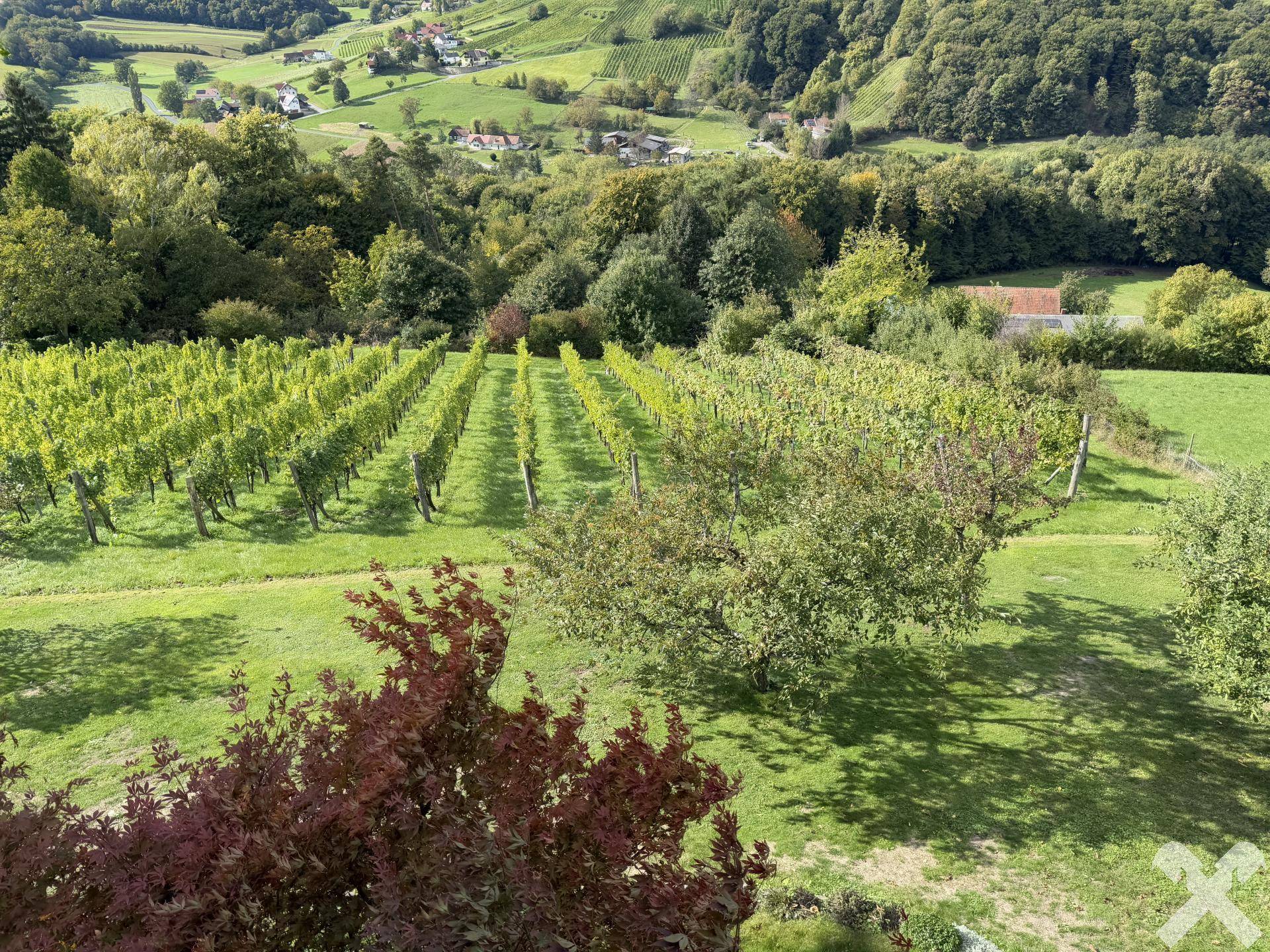 Blick in den Weingarten