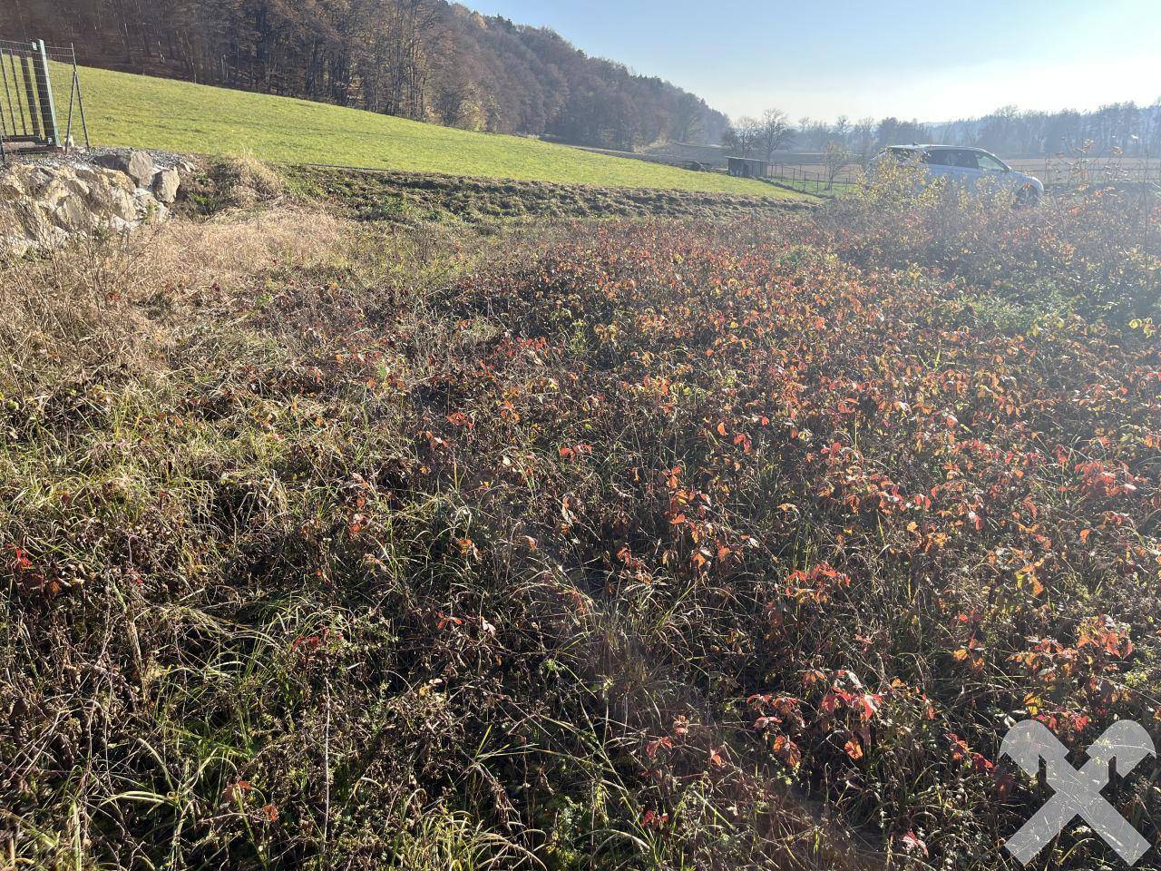 Naturbelassenes Grundstück mit Hanglage im Hintergrund und sonniger Umgebung.