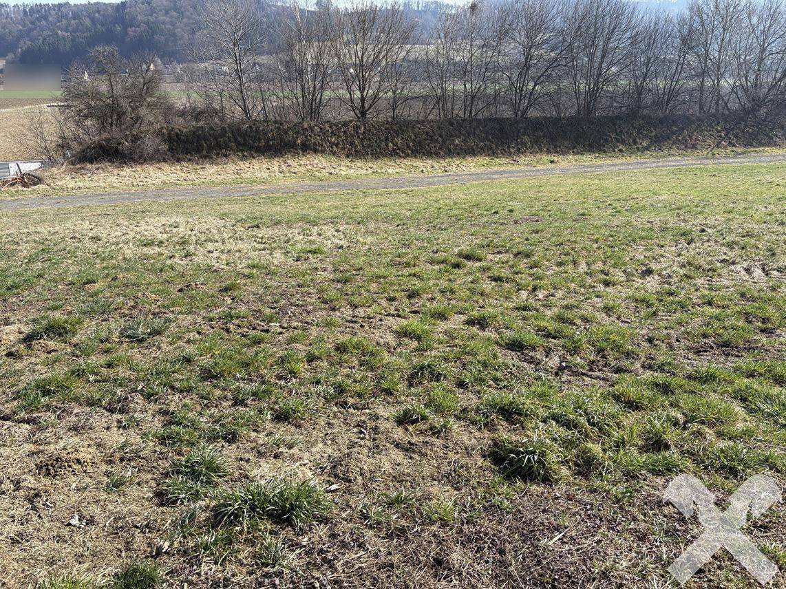 Offenes Feld mit Gras und einem Feldweg, umgeben von Bäumen und sanften Hügeln in der Ferne.