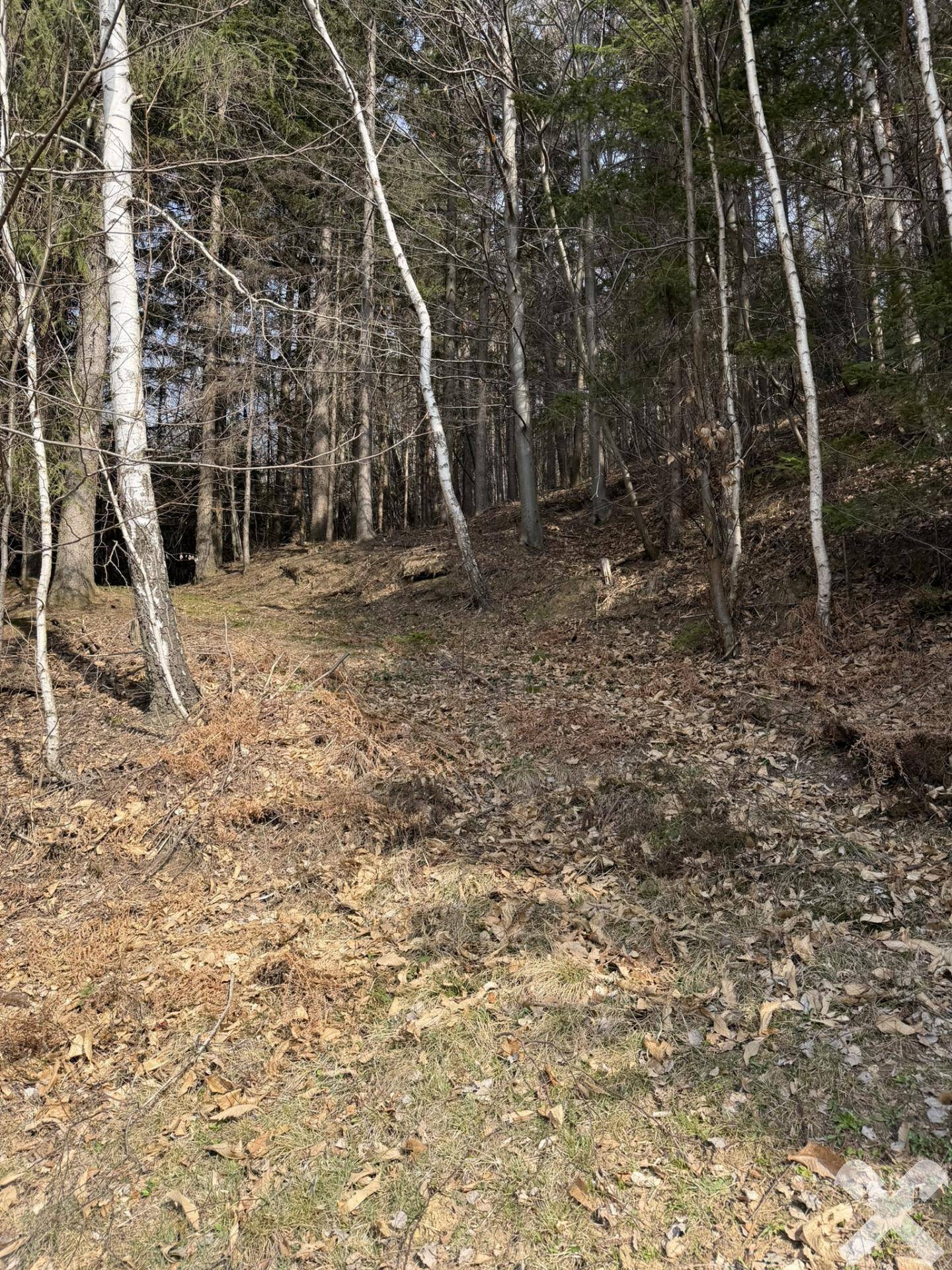 Dichter Wald mit Laubbäumen und Nadelbäumen, Teil der natürlichen Umgebung des Anwesens.