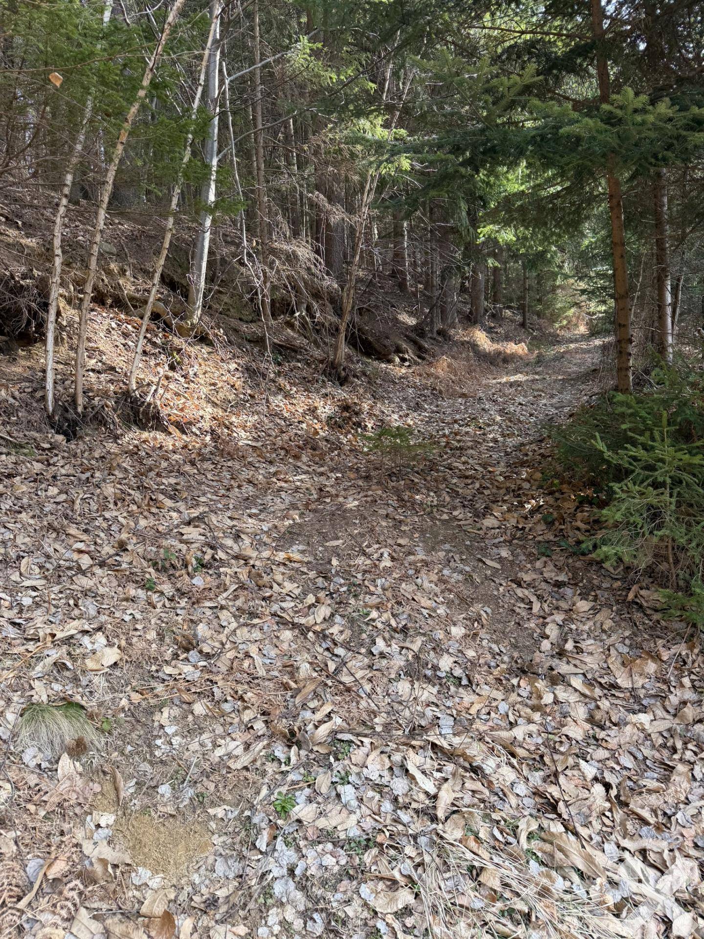 Waldweg mit Laub auf dem Boden, der durch die bewaldete Umgebung führt.