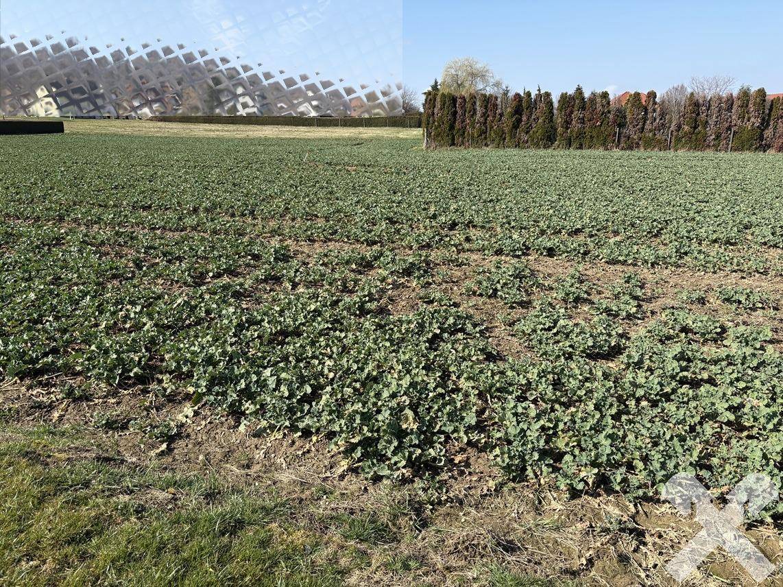 Grünes Feld mit einer hohen Hecke im Hintergrund und klarem, sonnigem Himmel.
