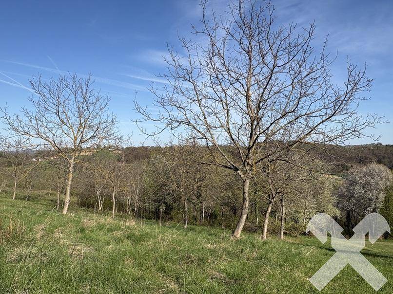 Weitläufige grüne Landschaft mit kahlen Bäumen unter einem klaren blauen Frühlingshimmel.