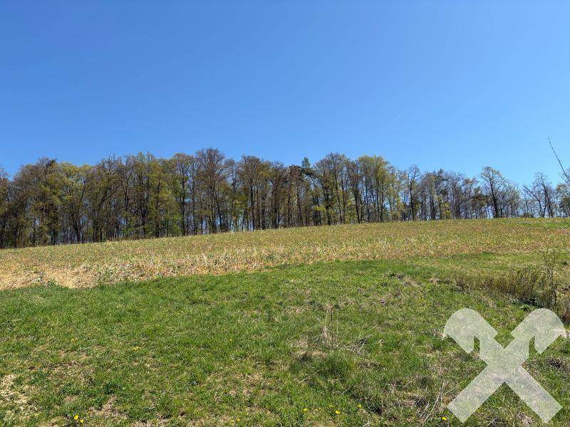 Weite Grasfläche mit einem Waldstreifen am Horizont unter einem strahlend blauen Himmel.