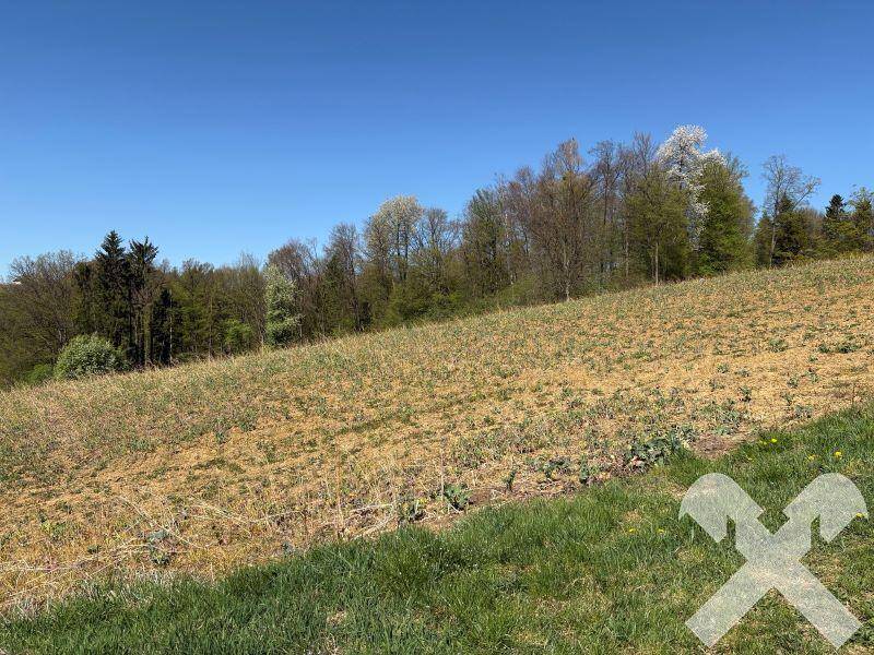 Sanft abfallendes Feld mit frischem Grün im Vordergrund und bewaldeten Hügeln unter blauem Himmel.