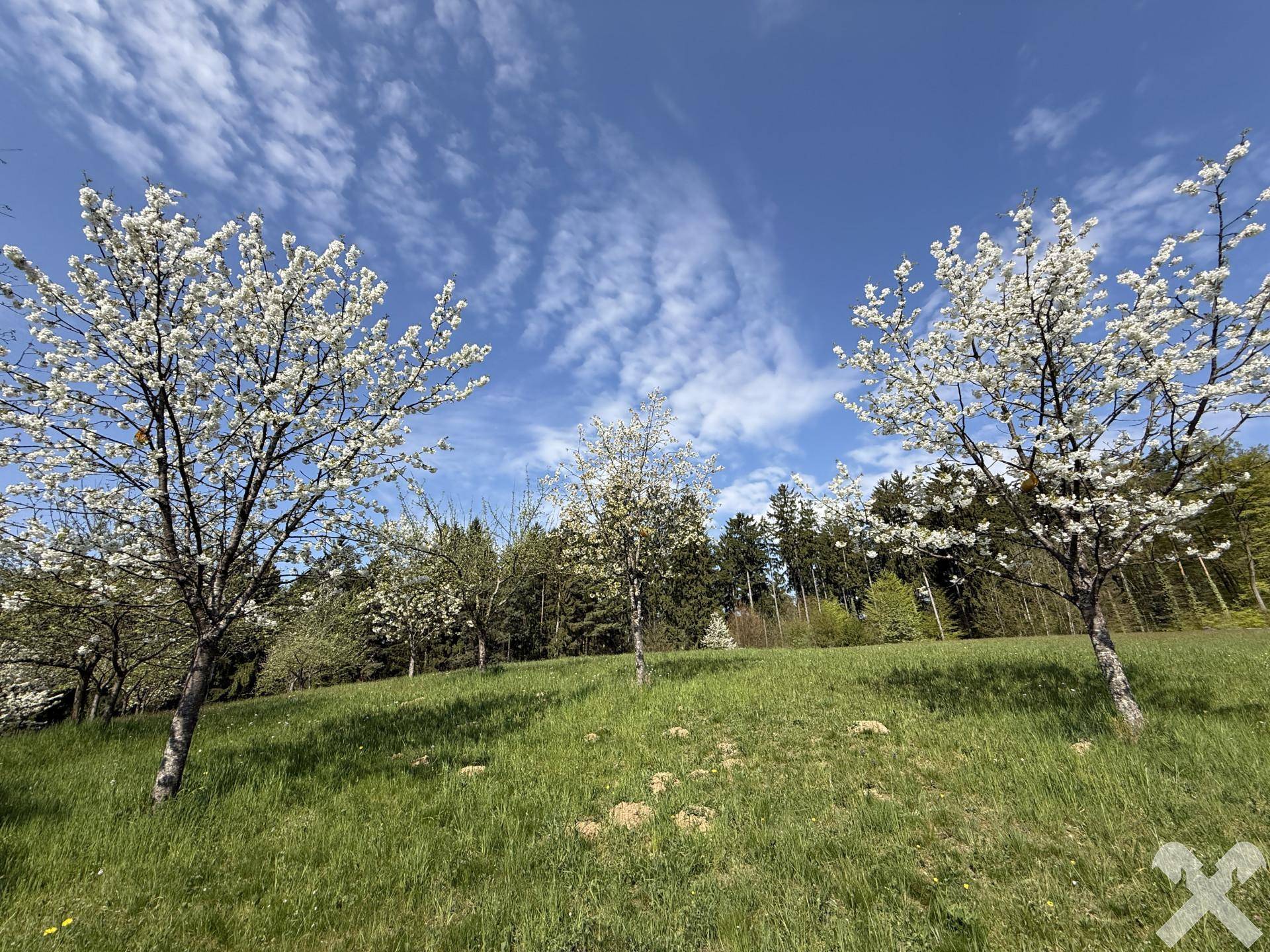 Mehrere blühende Bäume auf einer grünen Wiese, umgeben von Wald unter blauem Himmel.