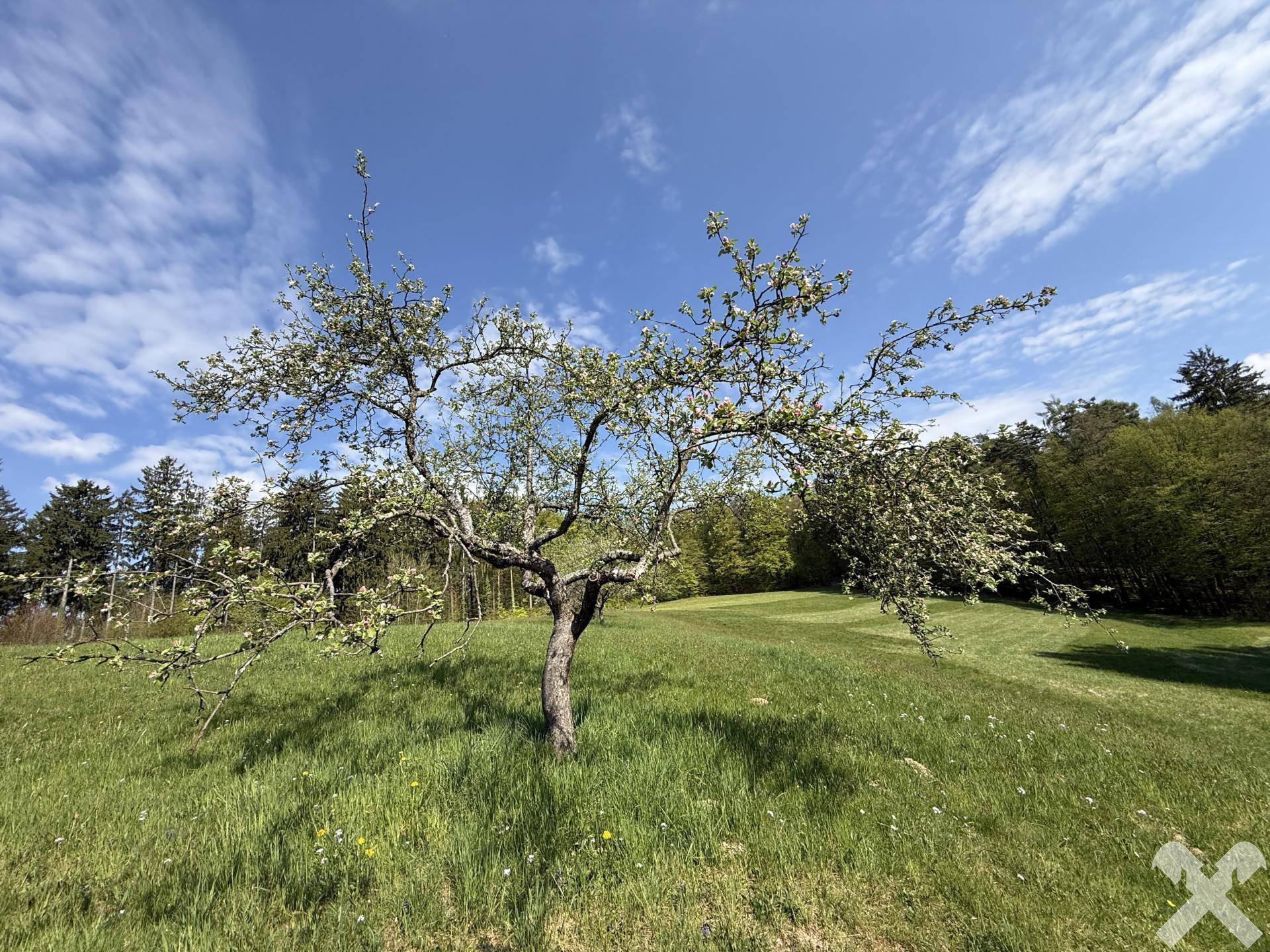 Einzelner blühender Baum auf einer weiten grünen Wiese unter strahlend blauem Himmel.