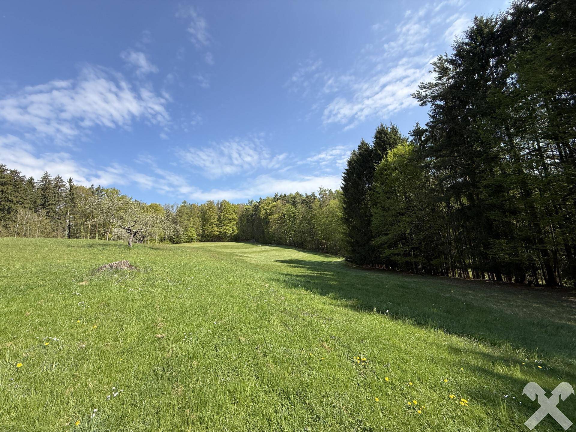 Weite grüne Wiesenfläche am Rande eines dichten Waldes unter klarem blauem Himmel.