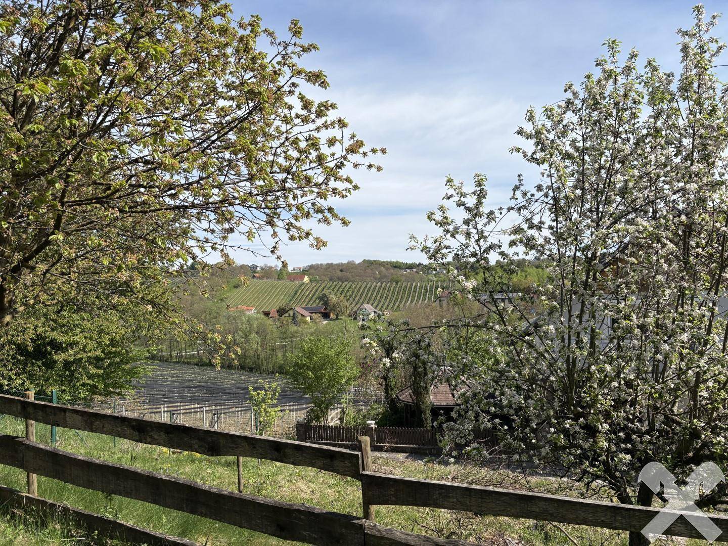 Malerischer Ausblick auf Weinberge und die umliegende Landschaft durch blühende Bäume.