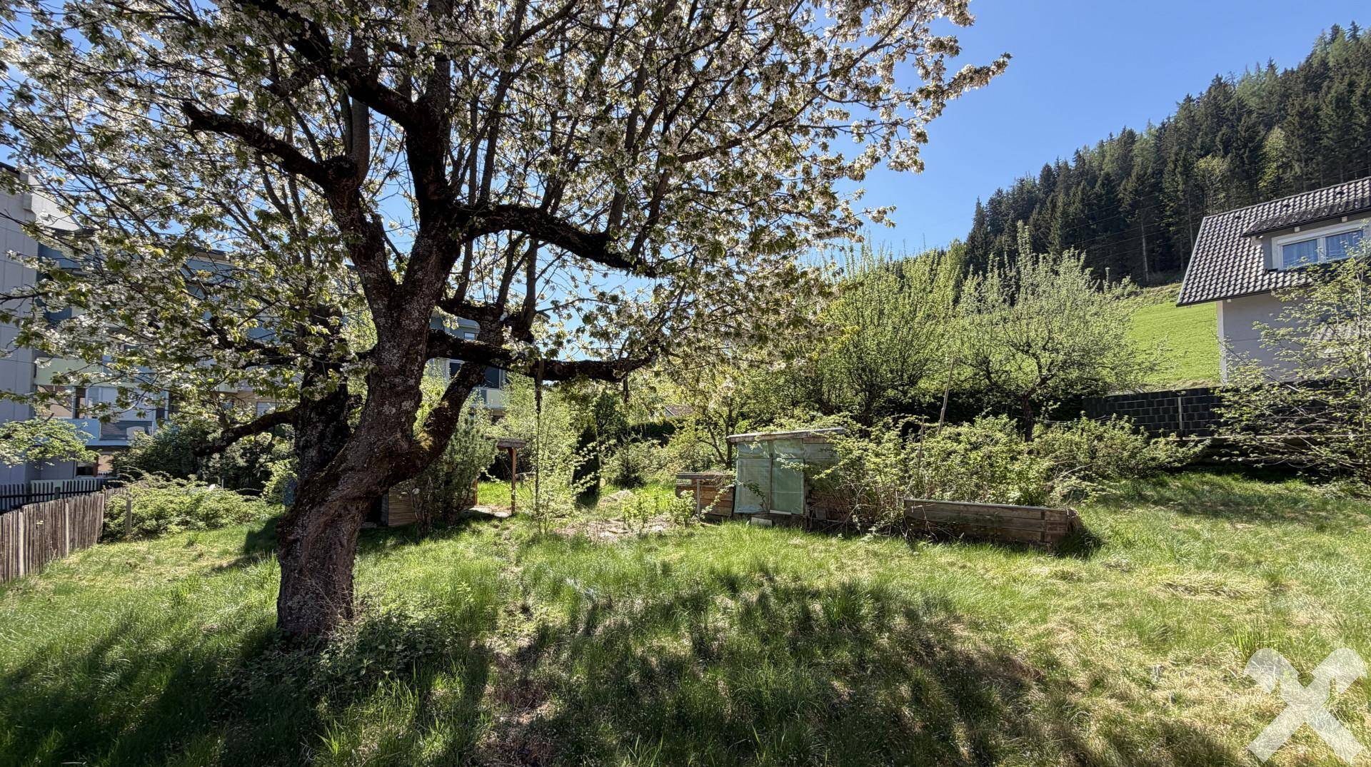 Großer, naturbelassener Garten mit altem Baum und kleinem Geräteschuppen im Grünen.