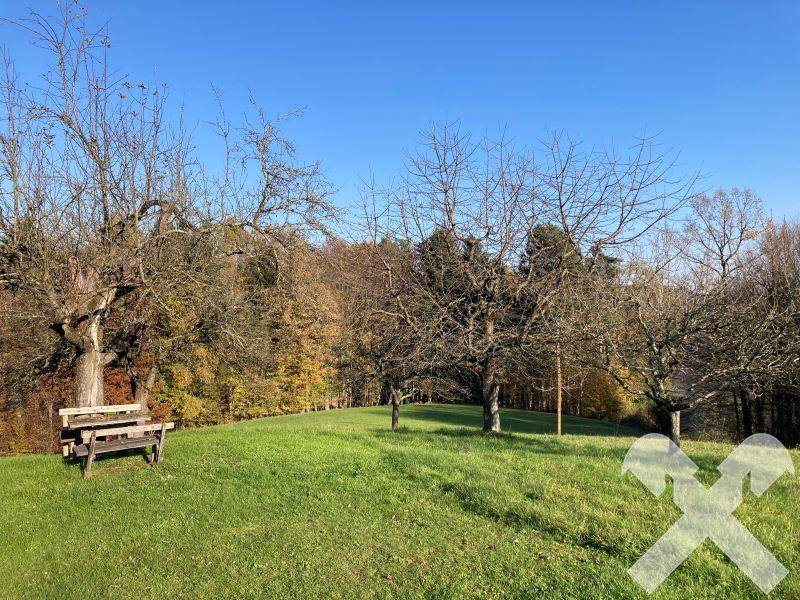 Großer Gartenbereich mit Obstbäumen und einer Holzbank, umgeben von Wald unter blauem Himmel.
