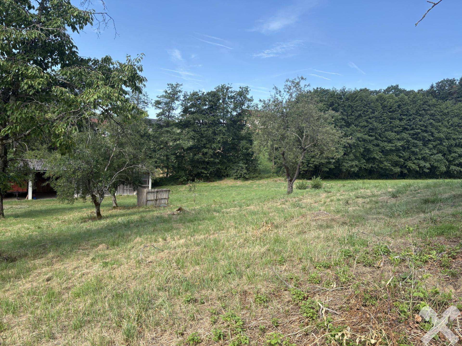 Idyllisches grünes Feld mit vereinzelten Bäumen und dichtem Waldrand im Hintergrund unter blauem Himmel.