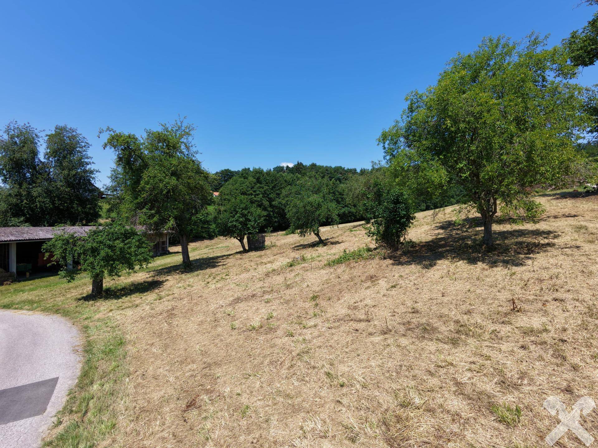 Abfallendes, trockenes Feld mit vereinzelten Bäumen und einem Weg unter strahlend blauem Himmel.