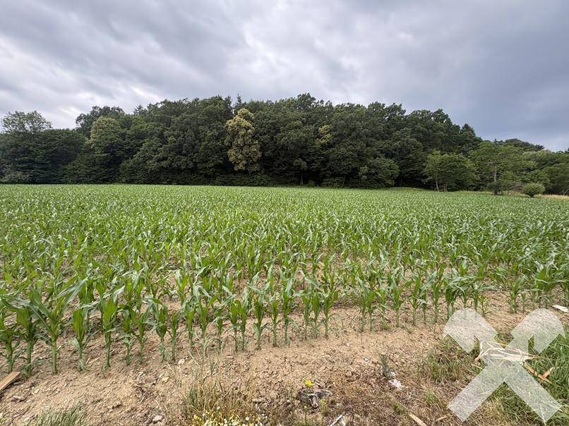 Blick über ein grünes Maisfeld zu einem bewaldeten Waldrand unter einem bedeckten Himmel.