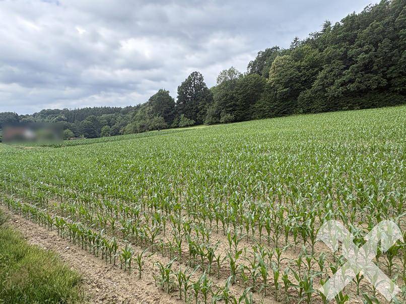 Ländliche Landschaft mit einem Feld voller Maispflanzen und dichtem Wald am Horizont.
