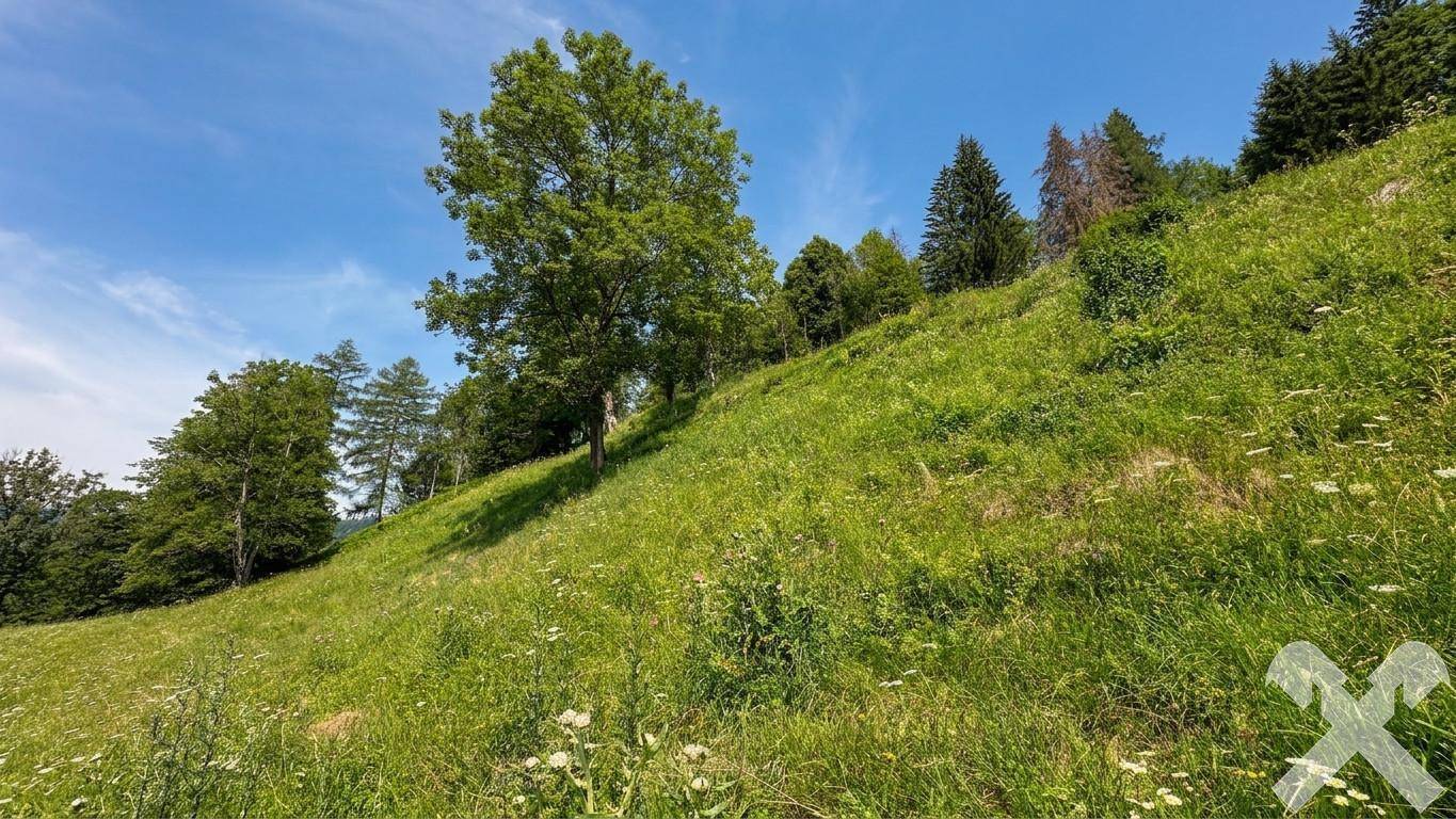 Eine große, alte Baumkrone dominiert die grüne Hügellandschaft mit weitem Blick auf die bewaldeten Berge.