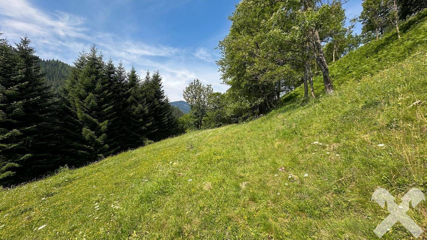 Sonnige grüne Wiesen und dichte Nadelbäume am Hang mit einem weiten Blick auf die Bergkette.