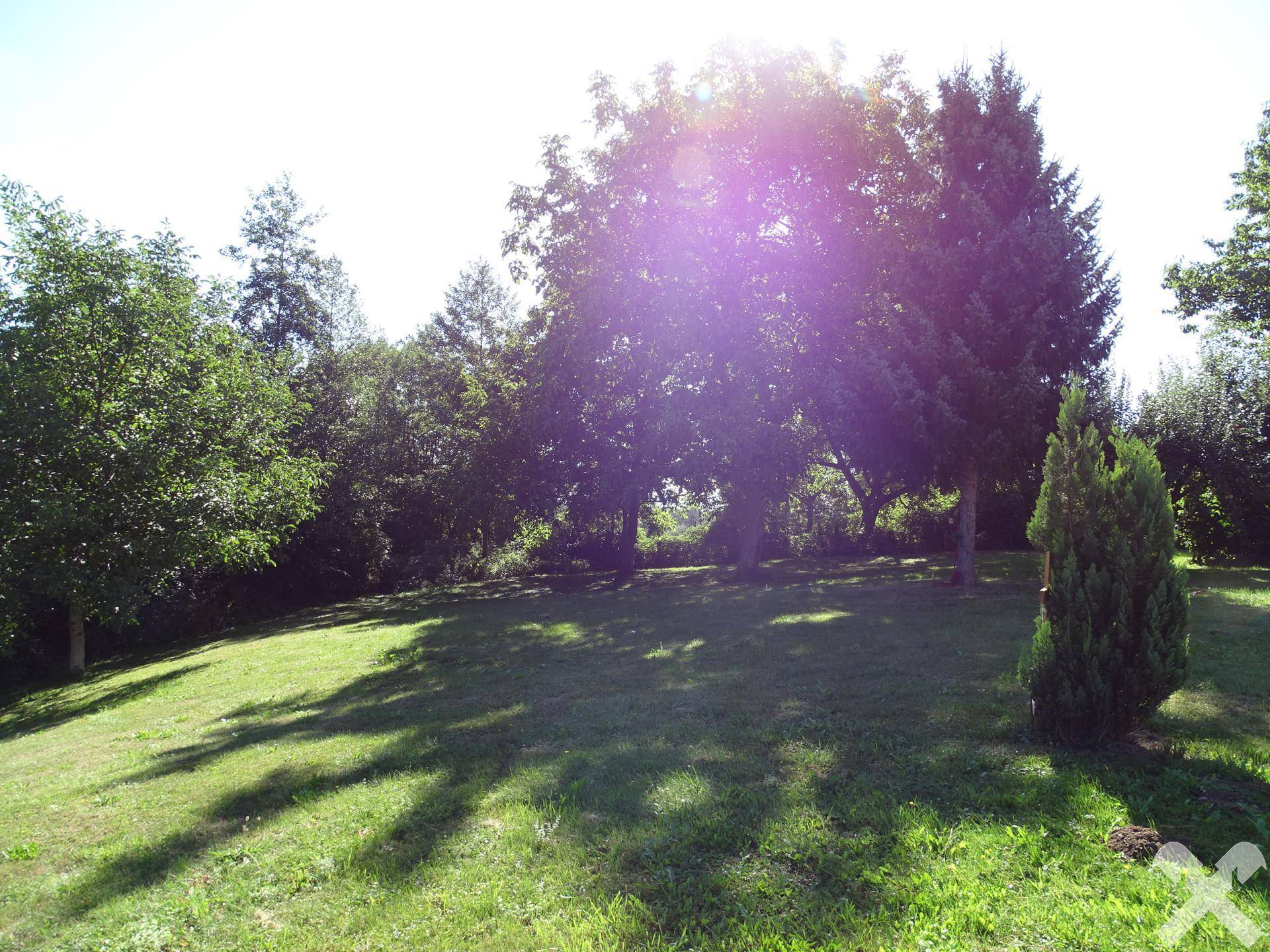 Sonniger Garten mit großer Rasenfläche und altem Baumbestand, ideal zum Entspannen.