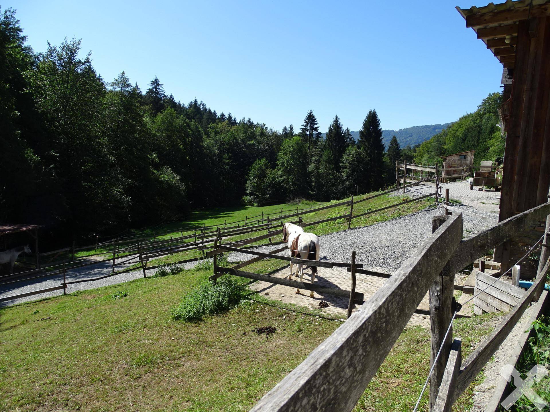 Pferde auf einer eingezäunten Koppel mit Blick auf die bewaldete Hügellandschaft.