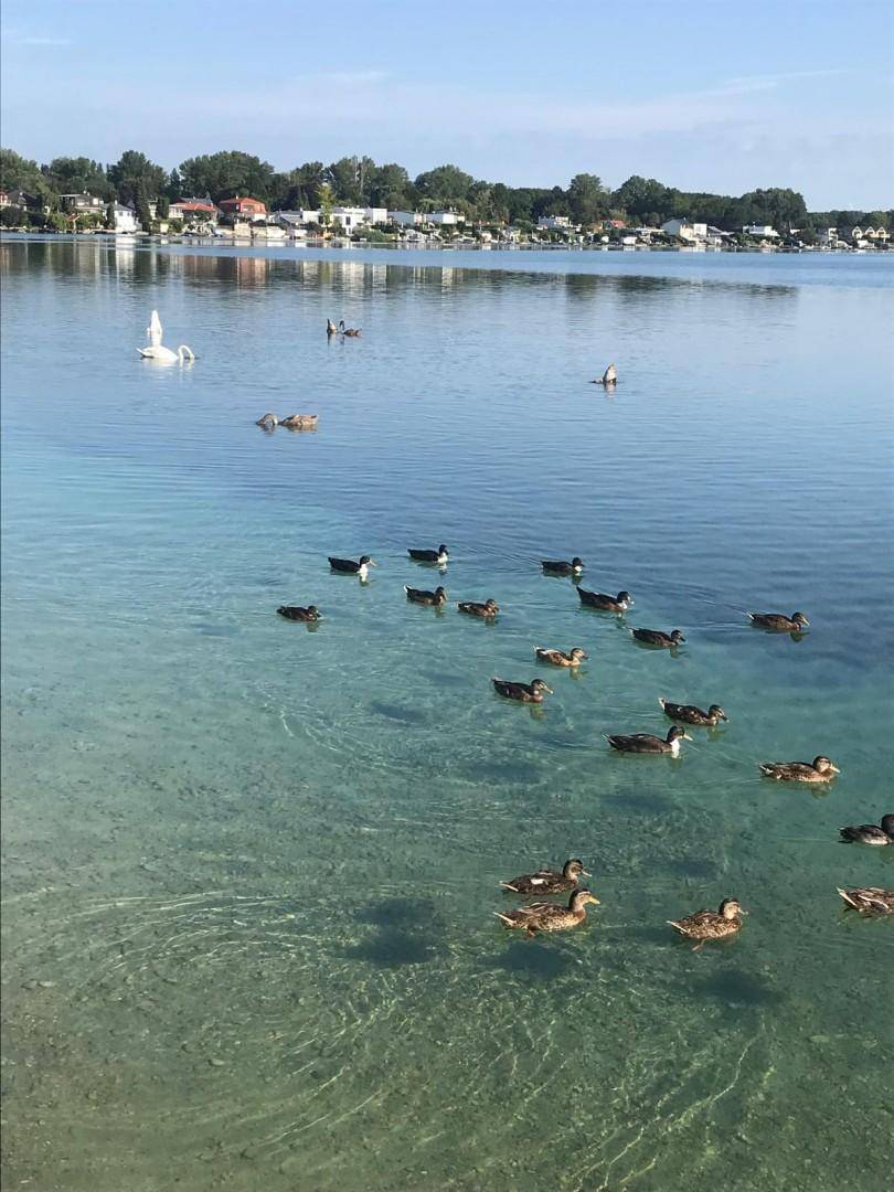 Klarer See mit schwimmenden Enten und einem Schwan, umgeben von Häusern am Ufer.