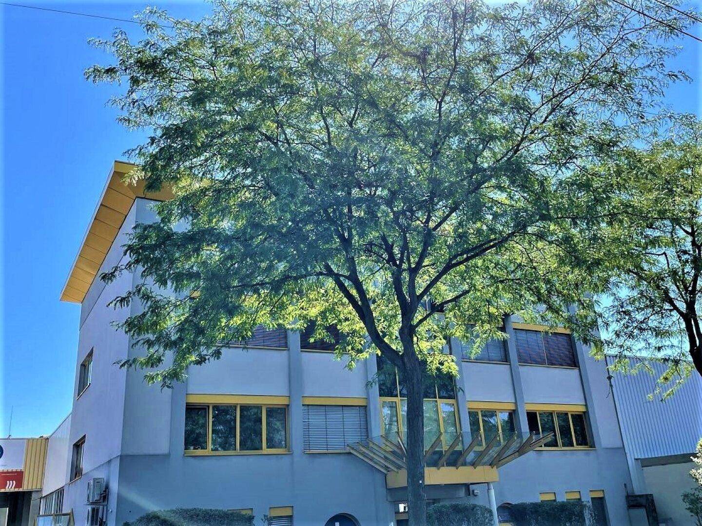 Außenansicht eines modernen Bürogebäudes mit gelben Akzenten und einem großen Baum im Vordergrund.