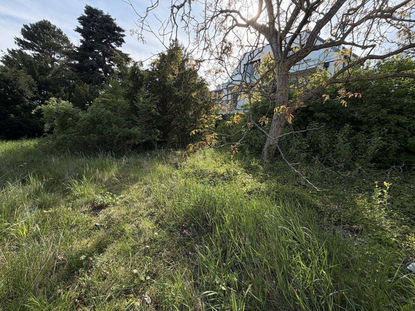 Überwuchertes Grundstück mit hohem Gras und Bäumen, im Hintergrund ist ein Gebäude sichtbar.