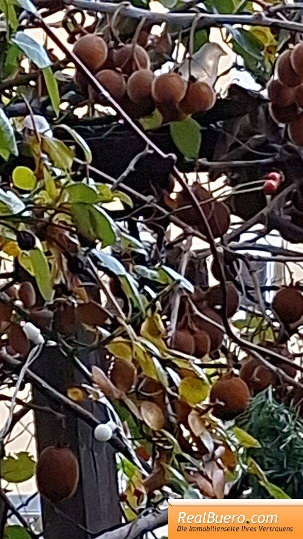 Kiwis im eigenen Garten ernten