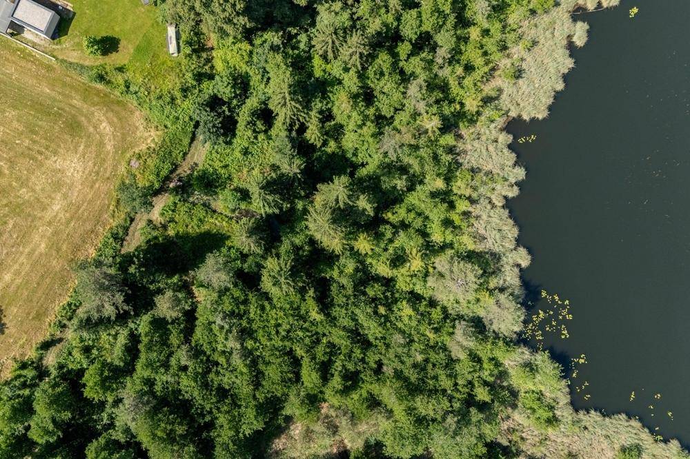 Luftaufnahme eines Waldstücks am Ufer eines Sees mit üppiger Vegetation.