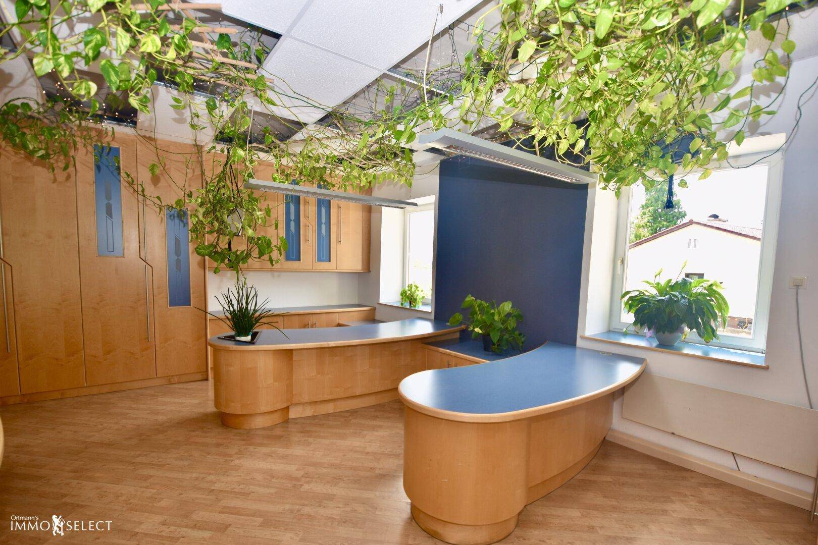 Büro mit mehreren Arbeitsbereichen, Holzmöbeln, blauen Akzenten und Hängepflanzen, die eine natürliche Atmosphäre schaffen.