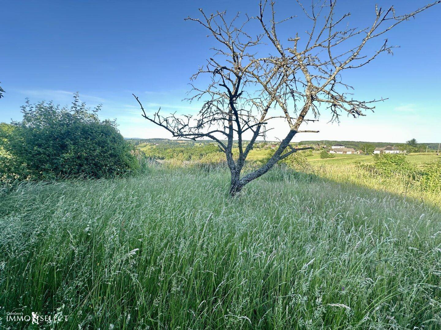 Grüne Wiese mit einem kahlen Baum und weitem Blick auf die hügelige Landschaft.